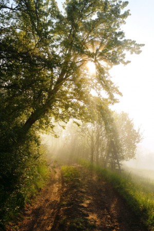 CESTA DO POLÍ, fotografie 60x90cm v rámu, prodejní cena 4.500,-Kč